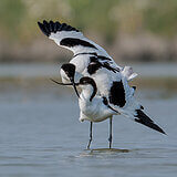 Water birds
